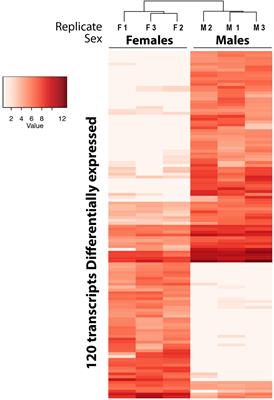 Sex-Specific Transcriptomic Differences in the Immune Cells of a Key Atlantic-Mediterranean Sea Urchin